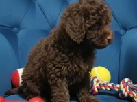 Çikolata toy poodle nadir renk