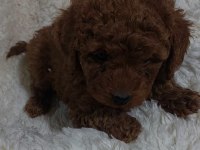 RED BROWN TOY POODLE