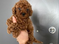Toy Poodle Yavrularim Orijinal