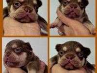 NEWSHADE ROJO AND TAN ERKEK DİŞİ FRENCH BULLDOG YAVRU