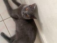 1 yaşındaki british shorthair kızımı sahiplendiriyorum