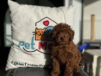 Pemode köpek çiftliğinden kore toy poodle yavrular