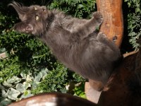 Kalitenin Adresi Big Claw Maine Coon
