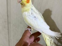 47 Günlük Full Evcil Lutino Bebek Sultan Papağanı