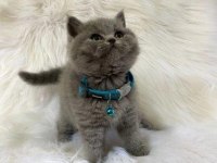 Irk Ve Sağlık Garantili British Shorthair