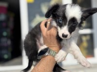 Show kalite safkan border collie yavrularımız