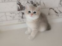 British shorthair yavrular blue golden