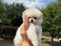 Pomeranian kar beyaz dişi