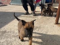 A Kalite Koyu Belçika Malinois Yavruları