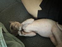 Son Erkek Sphynx Yavrumuz