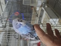 Yeni yeme düştü şov yavru muhabbet kuşlar kendi üretimim
