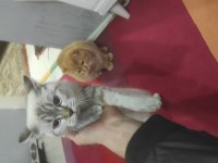 Ücretsiz sahiplendirme scottish fold kedimiz