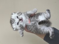 Sevimli scottish fold kulaklar