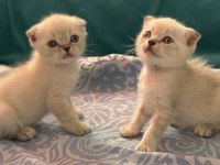 2 Aylık Scottish Fold Yavrular