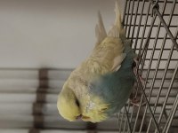Bilezikli Vasıflı Jumbo Muhabbet Kuşu