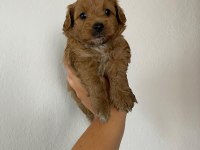 Maltipoo köpek