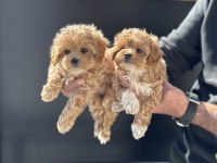 Petmode köpek çiftliğinde ziyarete açık maltipoo