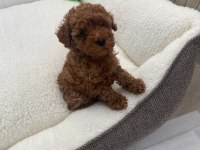 Orjinal ev üretimi toy poodle wc eğitimli
