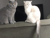 Dişi-Erkek Çift British Shorthair