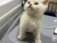Erkek british shorthair güzel yavru