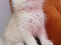 British longhair 35 günlük
