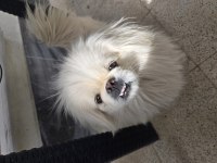 Akıllı Bıdık Pekinez Köpeğimiz Badem