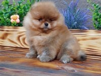MİNİ BOY POMERANİAN BOO YAVRULARIMIZ