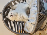 Şampiyon british longhair çocukları