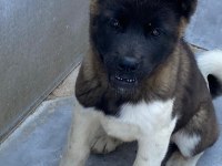 Akita Cinsi Yavrularımız