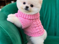Orjinal Pomeranian Boo
