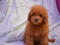 MALTİPOO YİNE ÇOK İDDİALIYIZ