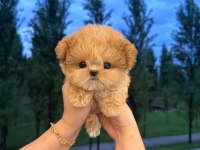 Sevimli Maltipoo Çocuklarım