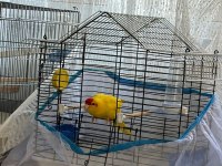 Şarkıcı Paraket Papağanı