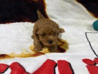 Toy poodle yavruları
