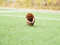 İSTANBULUN EN GÖZDE TOY POODLE BEBEKLERİ