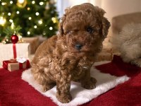 45 GÜNLÜK DİŞİ VE ERKEK POODLE YAVRULARIM