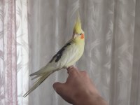 Ele Kola Alışık Ful Evcil Sultan Papağanı