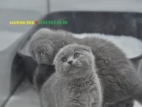 Scottish fold kaliteli sıfır kulak safkan