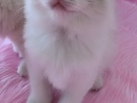 1. SINIF KALİTE ŞECERELİ RAGDOLL BEBEKLER YUVALARINI ARIYOR