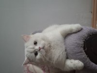 British Shorthair Kedimiz Sahiplendirilecektir