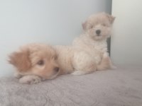 Muhteşem Maltipoo bebek köpekler