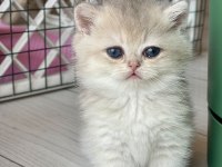Ev ortamında büyüyen safkan british shorthair yavrular