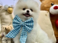 Teddy bear pomeranian boo oğlumuz
