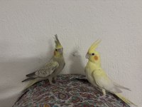Lutino ve pied sultan papağanı