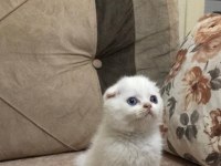 Safkan scottish fold minnaklar
