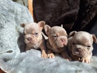 NEW SHADE İSABELLA ERKEK FRENCH BULLDOG YAVRULAR