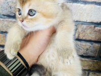 British shorthair golden yavru