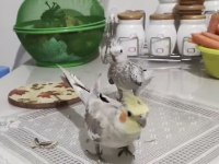 Evcil konuşan renkli sultan papağanı