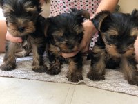 TEACUP YORKSHİRE YAVRULARI