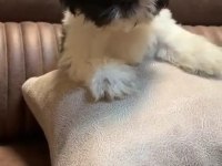 3 aylık erkek shih tzu